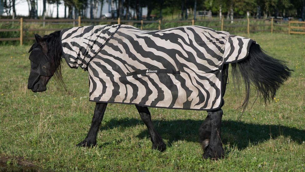 real zebra texture