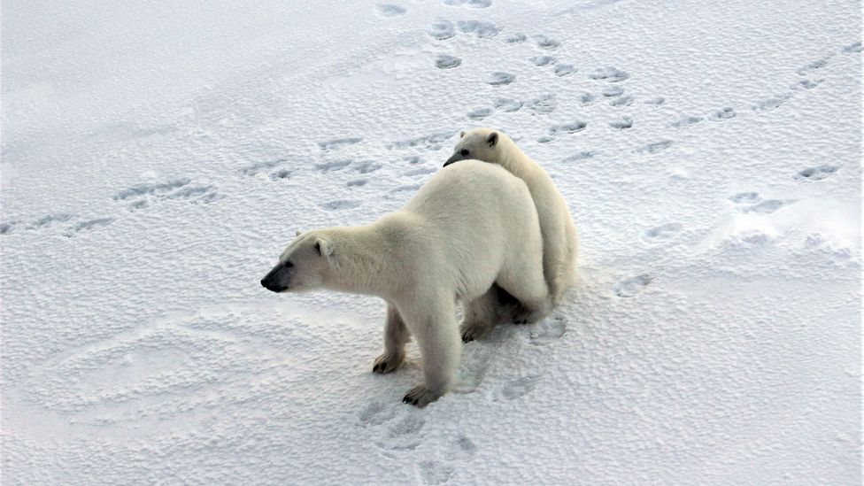 The icy camp where polar bears roam - BBC Future