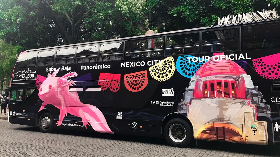 The latest official Mexico City tour bus features the image of an albino axolotl (Credit: Megan Frye)