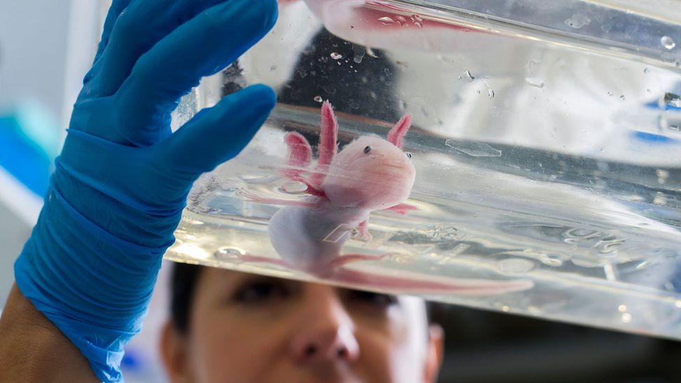 Scientists are looking to benefit from the regenerative properties of axolotls (Credit: Robert Michael/Getty Images)