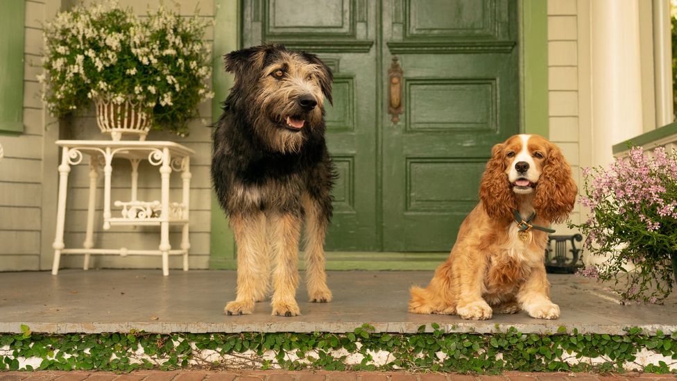 The Disney+ launch roster also includes a live-action remake of Lady and the Tramp (Credit: Disney) The Disney+ launch roster also includes a live-action remake of Lady and the Tramp (Credit: Disney)