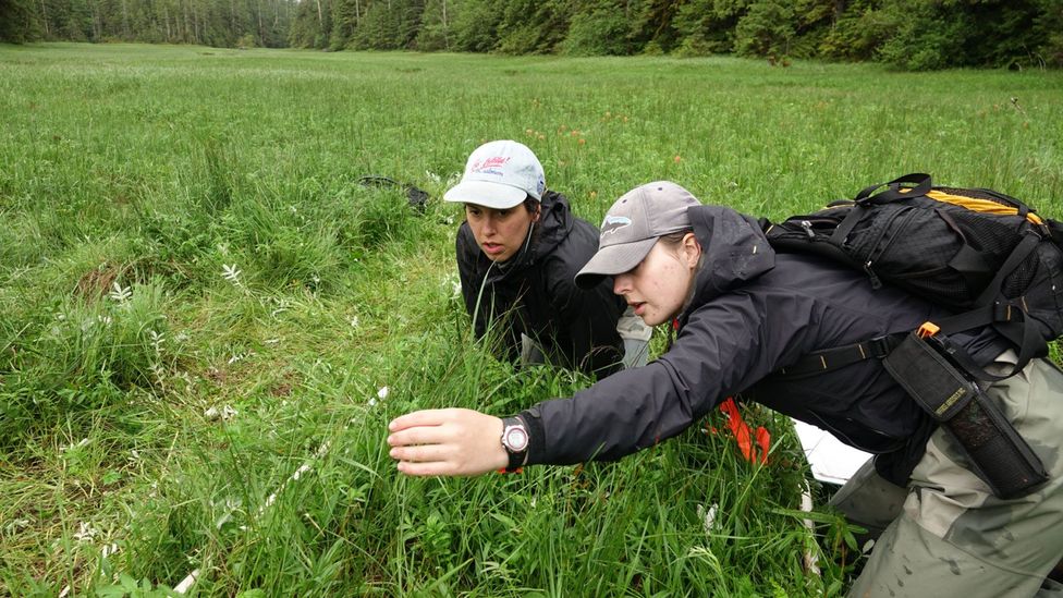 The team pore over one of the metre-square patches, recording data flower by flower (Credit: Lesley Evans Ogden) The team pore over one of the metre-square patches, recording data flower by flower (Credit: Lesley Evans Ogden)