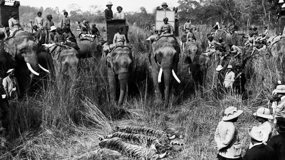 King George V poses with the day's kills during his tour of India in 1912; from 1875 to 1925, more than 80,000 tigers were killed (Credit: Getty Images)