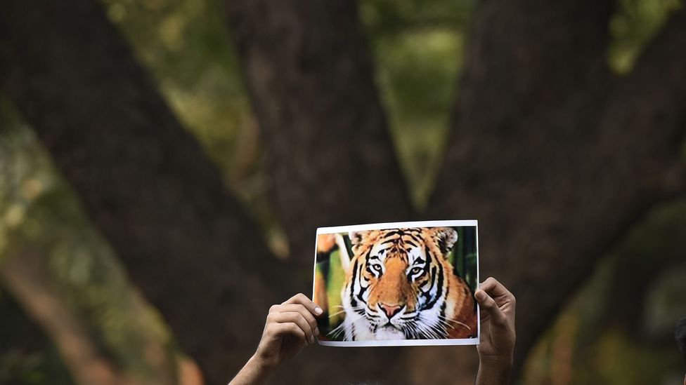 An image of T-1, also called Avni, is held up by protestors seeking to save her from being killed (Credit: Getty Images)