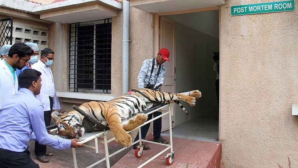 T-1, who killed at least 13 people and was killed in November 2018, is brought into a post-mortem room at the Gorewada Rescue Centre (Credit: Getty Images)