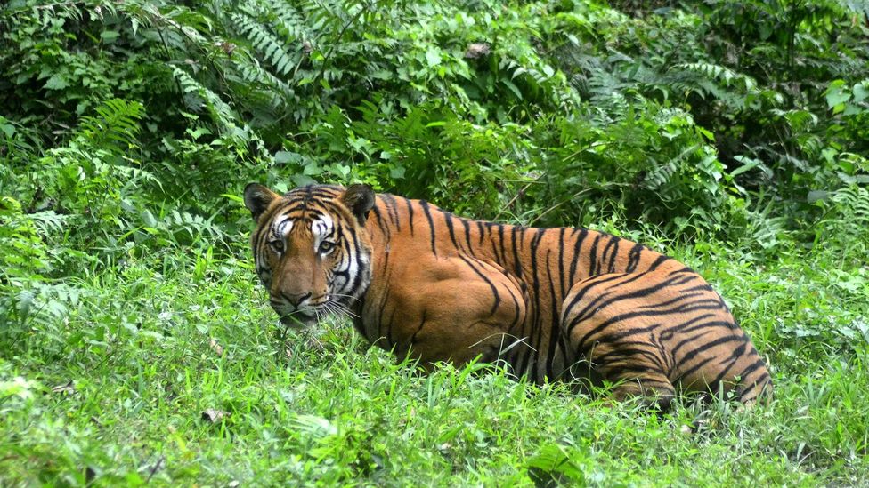 Tigers occupy just 10 to 15% of India's 300,000 square kilometres of currently available potential habitat (Credit: Getty Images)