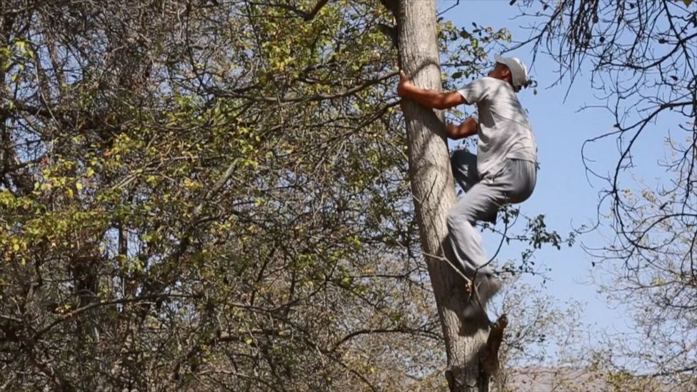 The world’s largest walnut harvest BBC Travel