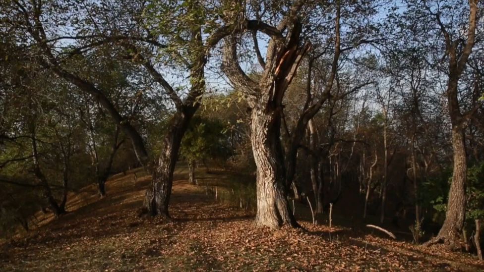 The world’s largest walnut harvest BBC Travel