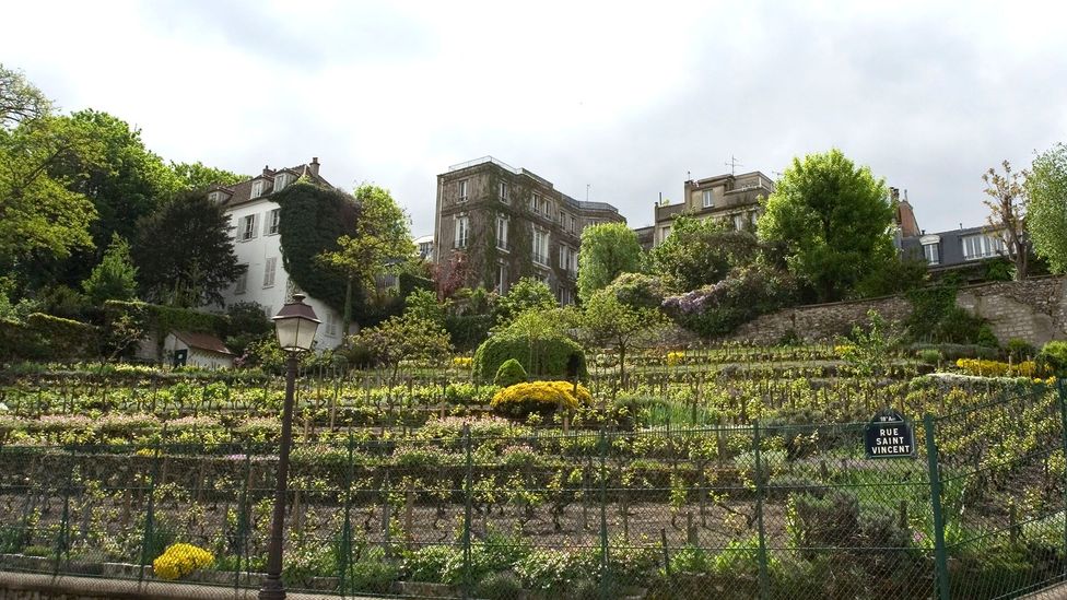 Paris’ hidden vineyards BBC Travel