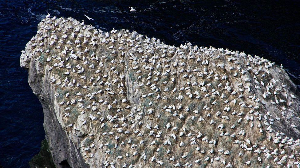 More than 100,000 breeding seabirds flock to Unst each summer (Credit: Karen Gardiner)