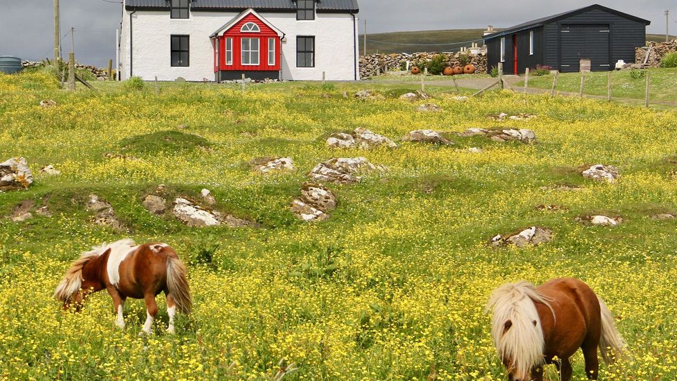 Small Shetland ponies graze in meadows and gardens across Unst (Credit: Karen Gardiner)