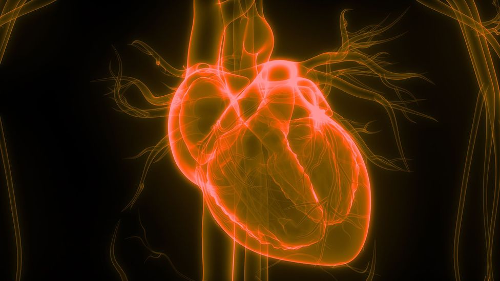 Tapping into the nerves that control the heart could allow a range of conditions to be monitored and treated (Credit: Getty Images)