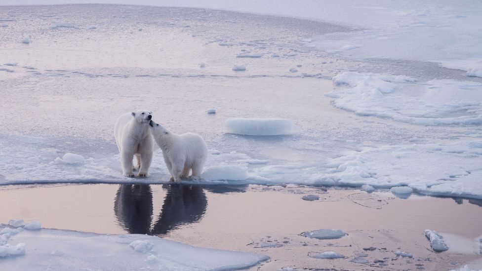 Polar bears are incredibly charismatic animals, but they are also deadly predators (Credit: Thea Schneider)