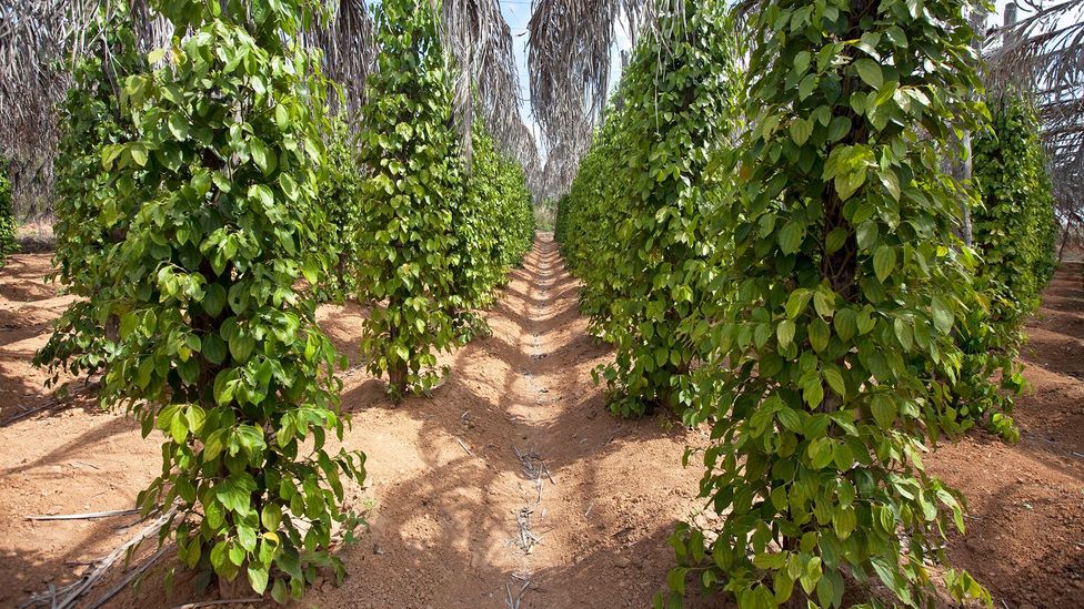 Peppercorn vines grow up poles laid out in neatly lined plots (Credit: Andia/Getty Images)