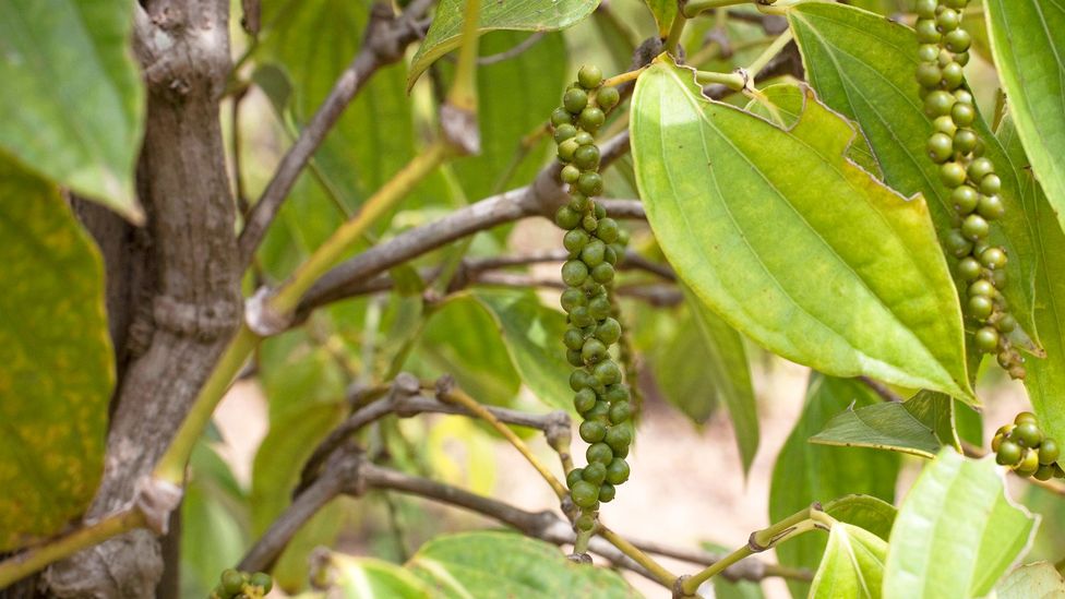 Green peppercorns have a subtler taste than black (Credit: Andia/Getty Images)