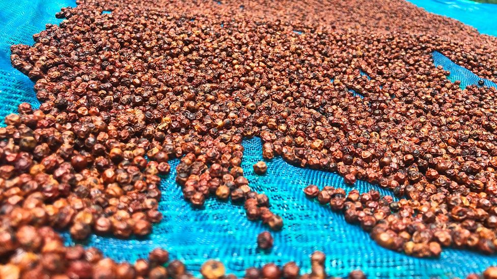 Kampot pepper has earned Protected Geographical Indication (PGI) status from the World Trade Organization (Credit: Robert Reid)