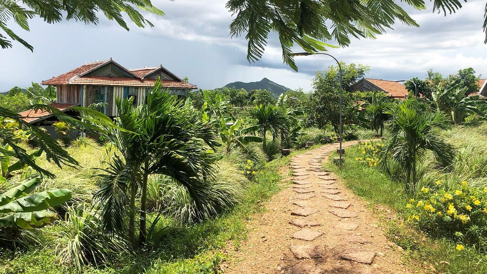 Kampot pepper plantations produce 70 to 100 tonnes of pepper a year (Credit: Robert Reid)