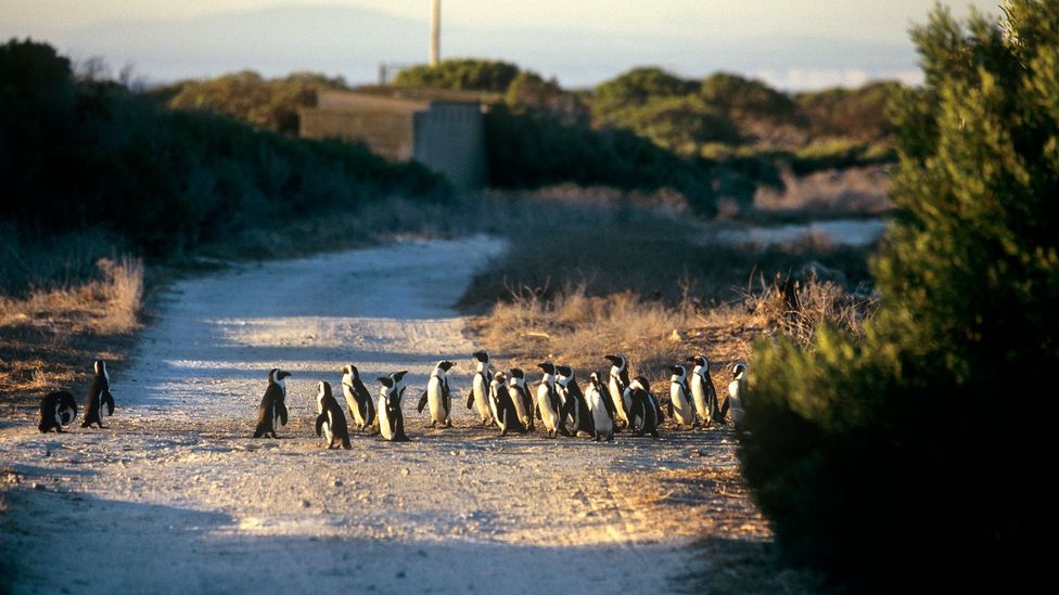 Penguins, which are now endangered, live on Robben Island (Credit: Hoberman Collection/Getty Images)
