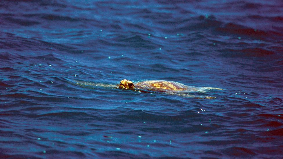 Sea turtles provided the Robertsons with meat but also a vital supply of fat under their shells and blood that helped to keep the family alive (Credit: Getty Images) Sea turtles provided the Robertsons with meat but also a vital supply of fat under their shells and blood that helped to keep the family alive (Credit: Getty Images)