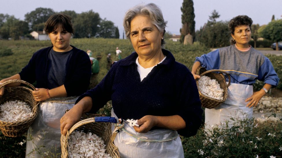 In Grasse, France, women work in the fields to gather flowers for making perfume in the traditional way as they have done for centuries (Credit: Getty Images)