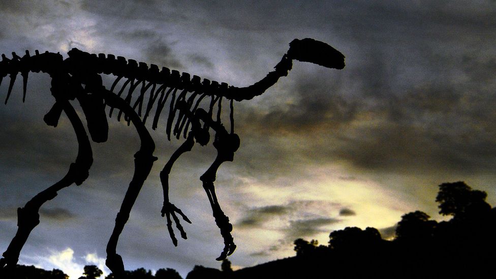 A dinosaur skeleton (Credit: Getty Images)