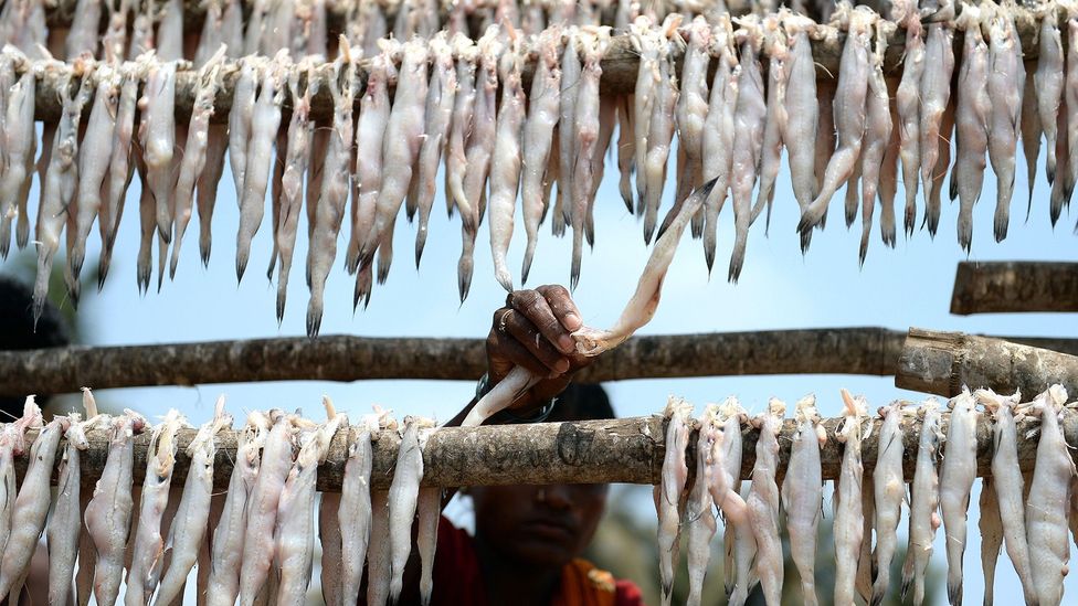 bombay duck fish