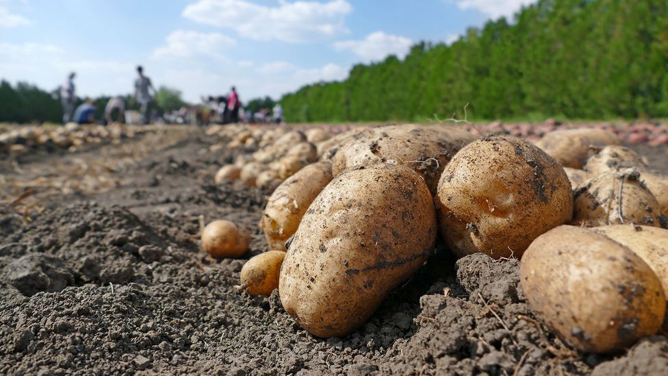 To get your daily requirement of vitamin b6, you would need to eat around 1.5lbs of potatoes (Credit: Getty Images)