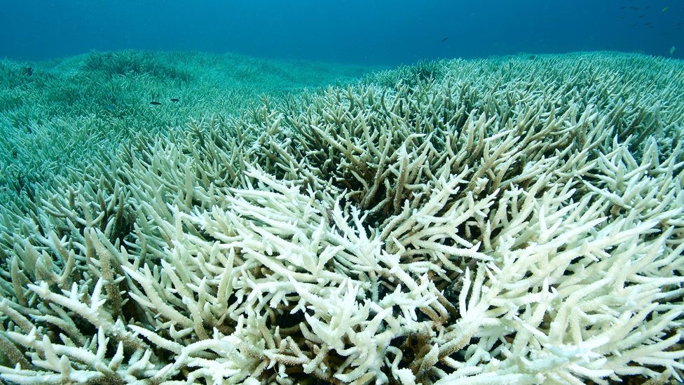 The illness is likely to become much more common as climate change destroys coral reefs (Credit: Rainer von Brandis/Getty Images)