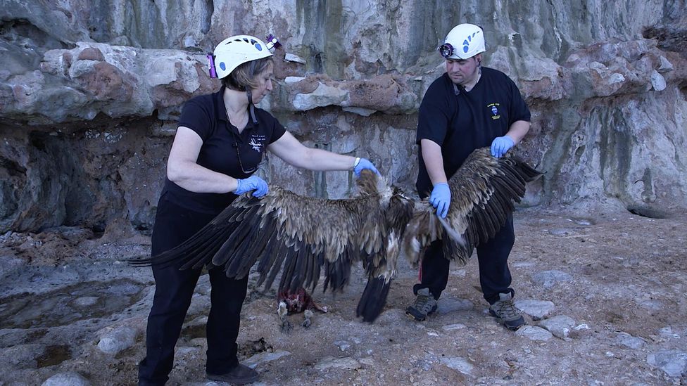 Neanderthals could have caught vultures to use their feathers for decoration (Credit: BBC Earth)