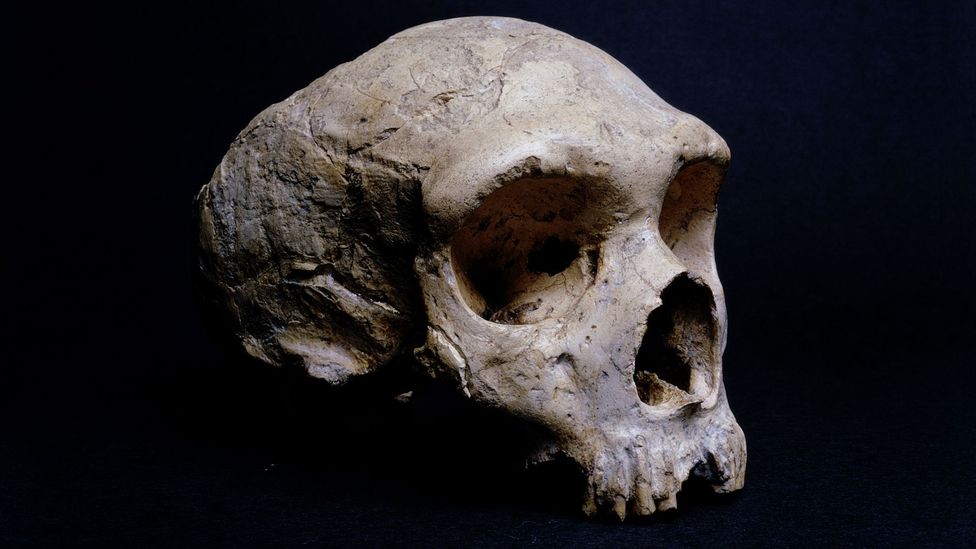 The fossilised skull of a Neanderthal found on Gibraltar is displayed at the Natural History Museum in London (Credit: Getty Images)