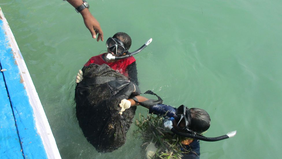 The marine biologists brought hefty sacks of fresh seagrass to the surface for transplantation to weaker spots (Credit: SDMRI)