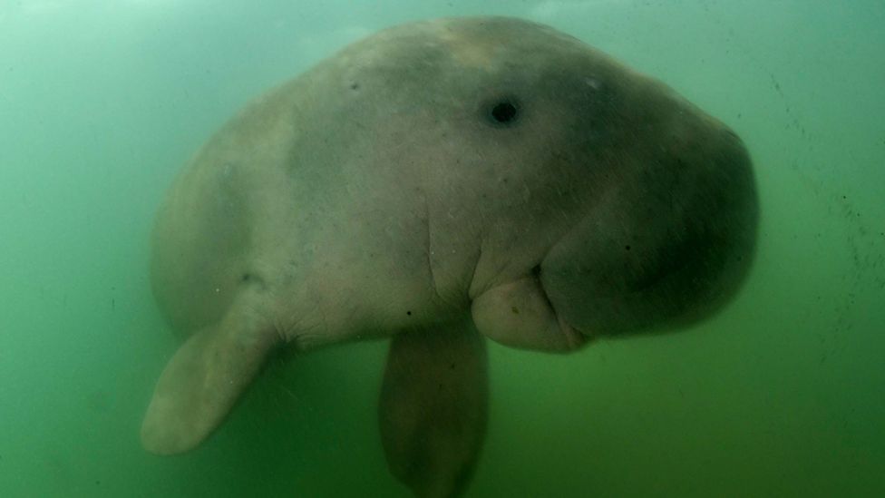 When the seagrass is restored, it is hoped that species such as the dugong will thrive again in the Gulf of Mannar, where it is currently under threat (Credit: Getty Images)