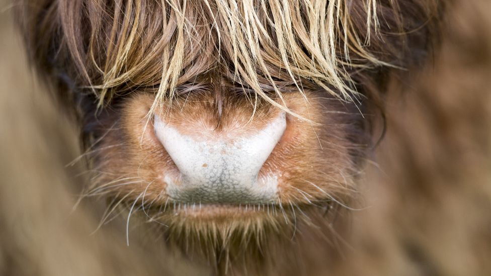 Can charcoal make beef better for the environment? - BBC Future Can charcoal make beef better for the environment? - BBC Future