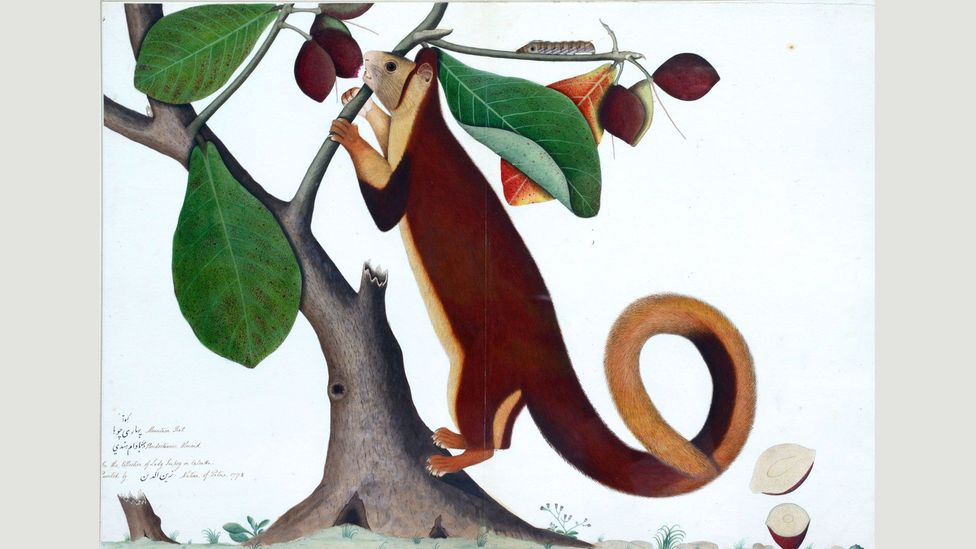 Malabar Giant Squirrel, Calcutta (1778) by Zain Ud-Din, commissioned by a Company official to catalogue a private menagerie at their home in Calcutta (Credit: Private collection) Malabar Giant Squirrel, Calcutta (1778) by Zain Ud-Din, commissioned by a Company official to catalogue a private menagerie at their home in Calcutta (Credit: Private collection)