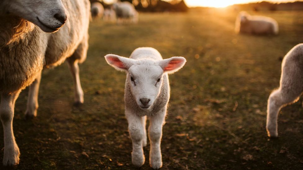 The mystery of why there are more women vegans - BBC Future