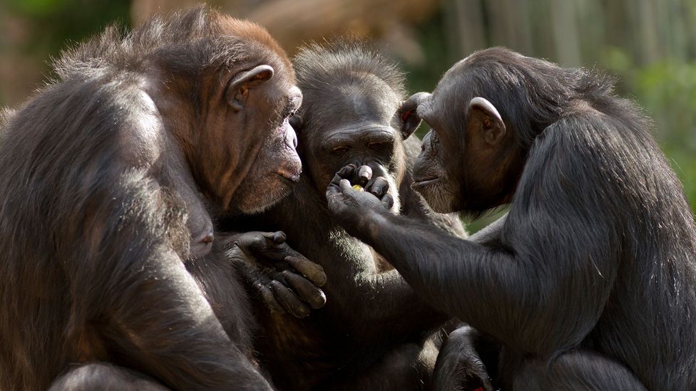 Chimps may retaliate against food theft, but they don't punish the thief (Credit: Getty Images)