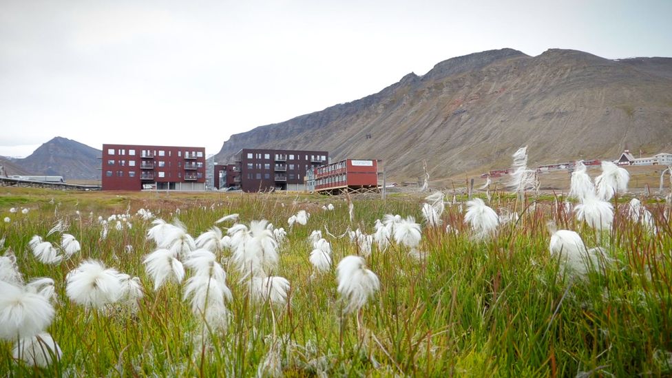 Flowers and native vegetation in front of new housing units, Longyearbyen Svalbard Norway (Credit: Werner Hoffmann)