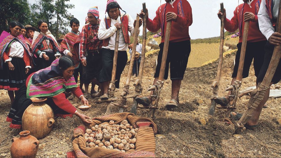 Indigenous communities in the Andes still have a close relationship with potatoes (Credit: International Potato Center)