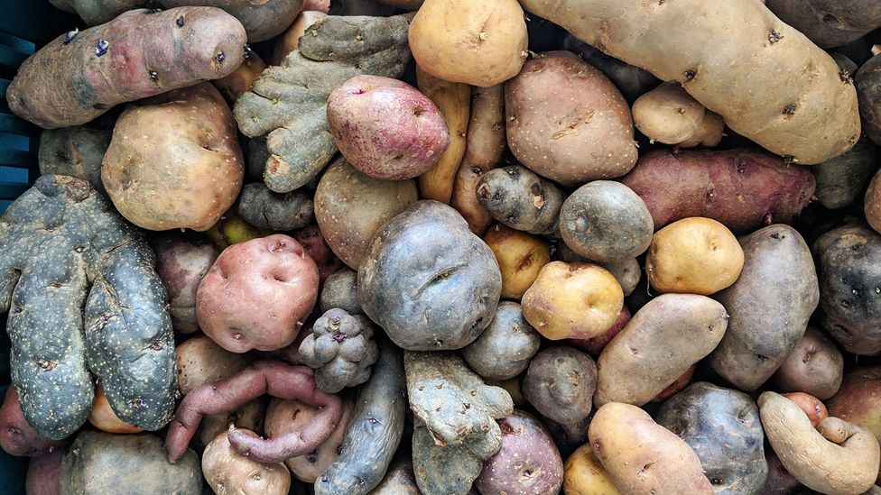 The 151 known species of wild potatoes are the ancestors of today’s potatoes (Credit: Diego Arguedas Ortiz)