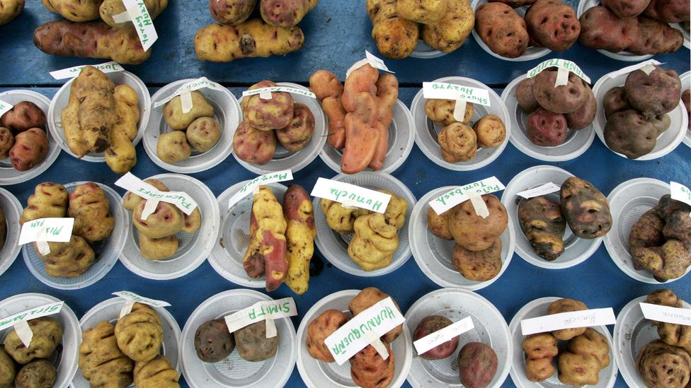 Peru’s government is working with indigenous communities to protect the potato’s genetic heritage (Credit: Jaime Razuri/Getty Images) Peru’s government is working with indigenous communities to protect the potato’s genetic heritage (Credit: Jaime Razuri/Getty Images)