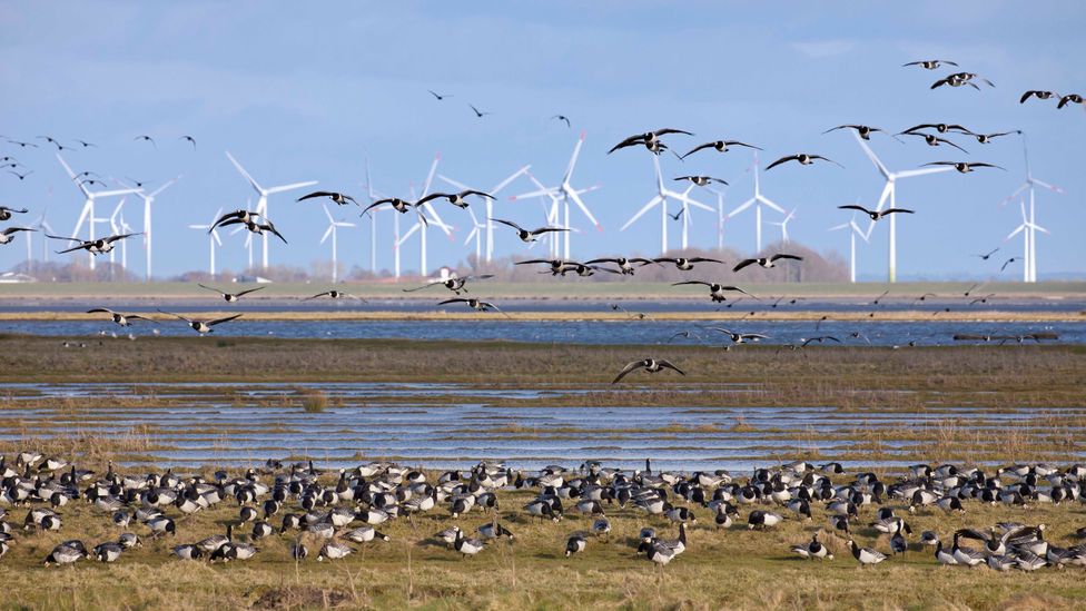The best way to stop wildlife deaths from turbines is to build windfarms out of common nesting and migration areas (Credit: Getty Images)