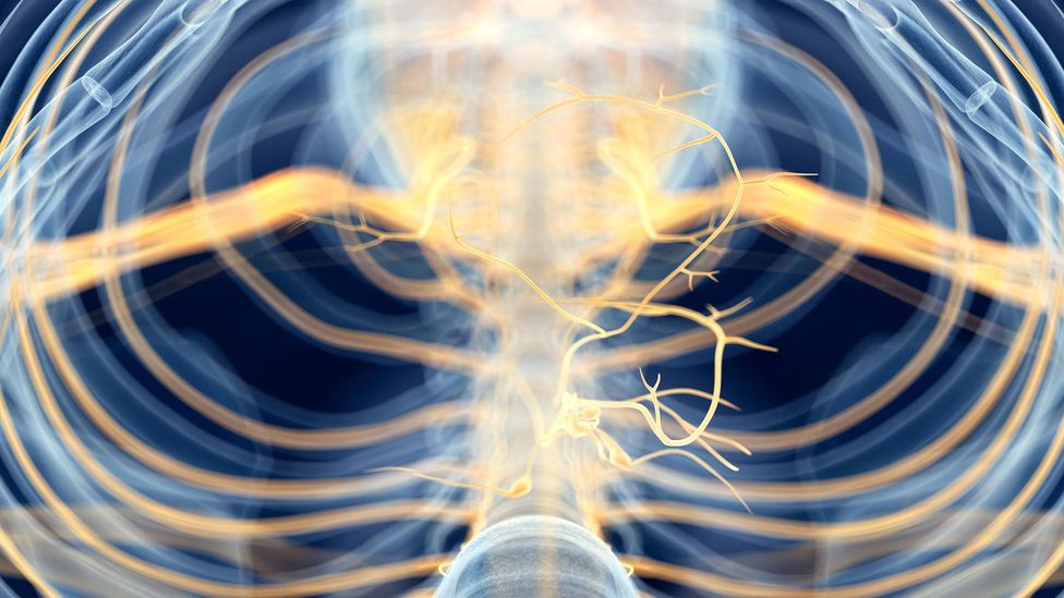 The vagus nerve helps the body shift from “fight or flight” to “rest and digest” (Credit: Alamy)