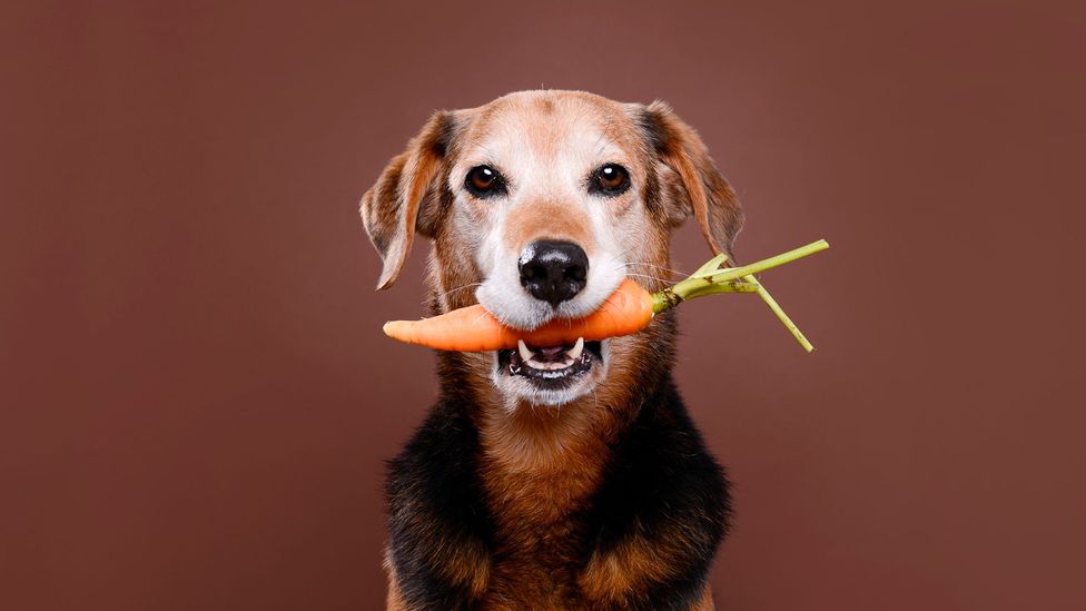 Dog holding carrot (Credit: Getty Images)