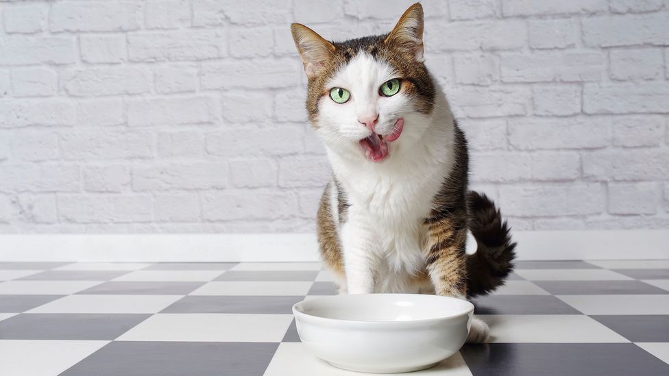 Without essential amino acids such as taurine, cats can die (Credit: Getty Images)