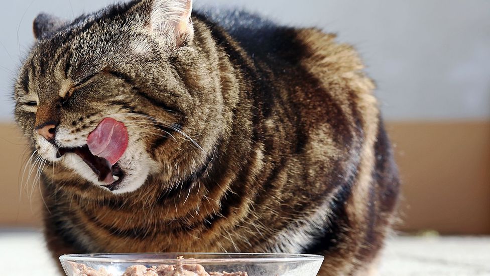 Some companies have created vegan cat food, but most vets say cats are unlikely to thrive on a meat-free diet (Credit: Getty Images)