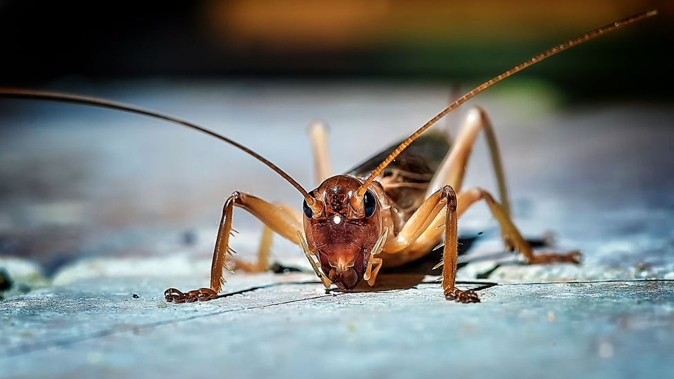 Chippin's Haley Russell says crickets contain all 10 essential amino acids dogs need (Credit: Getty Images)