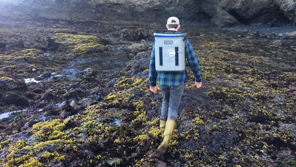 Chef Matthew Kammerer forages for seaweed and urchin in local coves (Credit: Maria Finn)