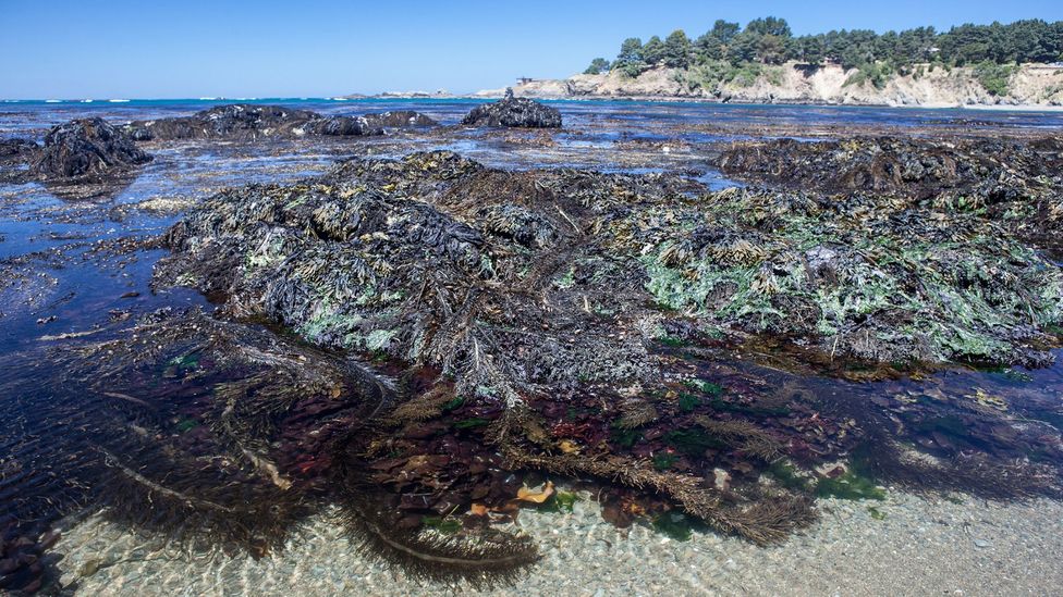More than 90% of bull kelp has been lost along the Sonoma and Mendocino coast due to warming waters (Credit: Velvetfish/Getty Images)