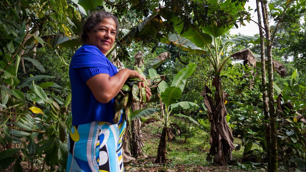 Elsa Maria Rios Jumbo grows a host of crops, including guavas, on her one-hectare area outside of Lago Agrio (Credit: Kimberley Brown)