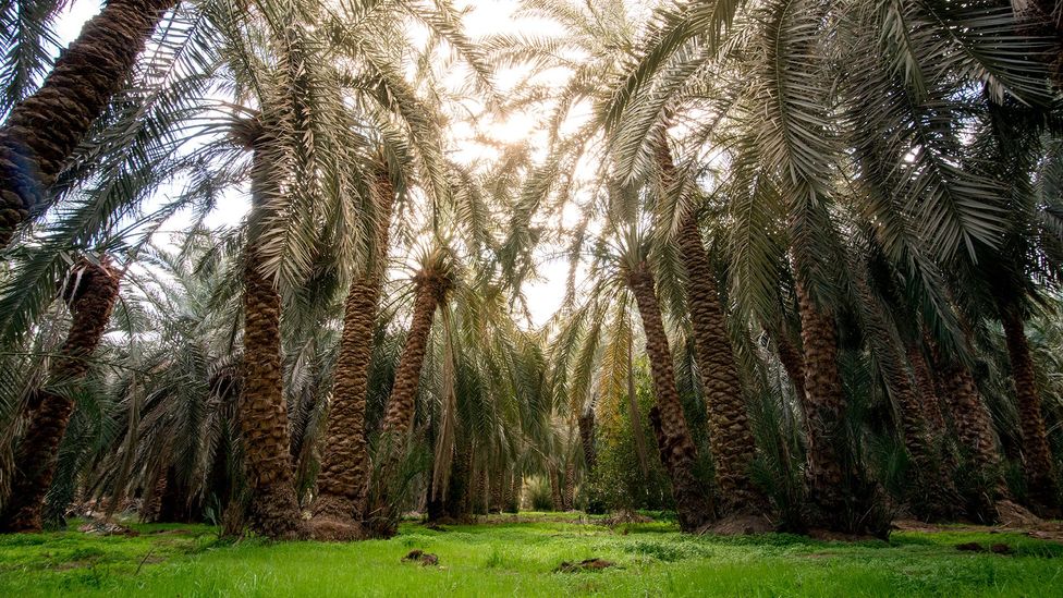 In the Bahariya depression, an oasis brings life to one of the harshest regions on Earth